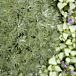 Silver Mound Artemisia thumbnail
