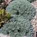 Silver Mound Artemisia thumbnail