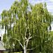 Cutleaf Birch thumbnail