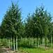 Cutleaf Birch thumbnail