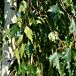 Cutleaf Birch thumbnail