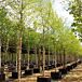 River Birch Single thumbnail