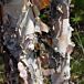 River Birch Single thumbnail