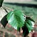 River Birch Single thumbnail