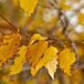 River Birch Single thumbnail