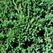 Blue Chip Juniper thumbnail