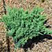 Blue Chip Juniper thumbnail