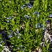 Blue Ice Amsonia container thumbnail