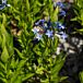Blue Ice Amsonia Closeup thumbnail