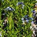 Blue Ice Amsonia  thumbnail