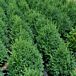 Green Mountain Boxwood thumbnail
