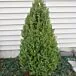 Green Mountain Boxwood thumbnail