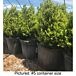 Green Mountain Boxwood thumbnail