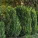 Green Mountain Boxwood thumbnail