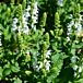 Bumblesnow Salvia thumbnail