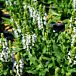 Bumblesnow Salvia thumbnail