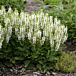 Bumblesnow Salvia thumbnail