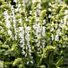 Bumblesnow Salvia thumbnail