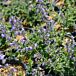 Cat's Pajamas Catmint thumbnail