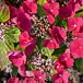 Cherry Explosion™ Hydrangea thumbnail
