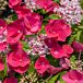 Cherry Explosion™ Hydrangea thumbnail
