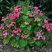 Cherry Explosion™ Hydrangea thumbnail