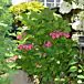 Cherry Explosion™ Hydrangea thumbnail
