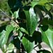 Semi-Dwarf Cortland Apple thumbnail