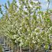 Sugar Tyme®Crabapple thumbnail