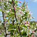 Sugar Tyme®Crabapple thumbnail