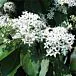 Gray Dogwood in bloom thumbnail
