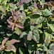 Double Play® Blue Kazoo® Spiraea thumbnail
