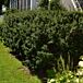 Dwarf Yew thumbnail