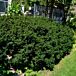 Dwarf Yew thumbnail
