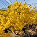 Fiesta Forsythia thumbnail