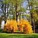 Fiesta Forsythia thumbnail