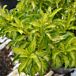 Fiesta Forsythia thumbnail