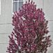 Gladiator® Crabapple thumbnail