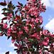 Gladiator® Crabapple thumbnail