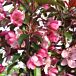 Gladiator® Crabapple thumbnail