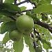 Semi-Dwarf Granny Smith Apple thumbnail