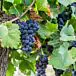 Concord Seedless Grape thumbnail