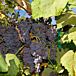Concord Seedless Grape thumbnail