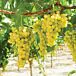 Lakemont Seedless Grape thumbnail