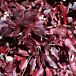 Gray Dogwood thumbnail