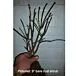 Gray Dogwood thumbnail
