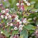 Gray Dogwood fruits thumbnail