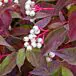 Gray Dogwood fruit thumbnail