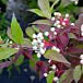 Gray Dogwood thumbnail