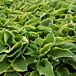 Wide Brim Hosta thumbnail